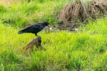 Carrion crow (Corvus corone), taken in the UK