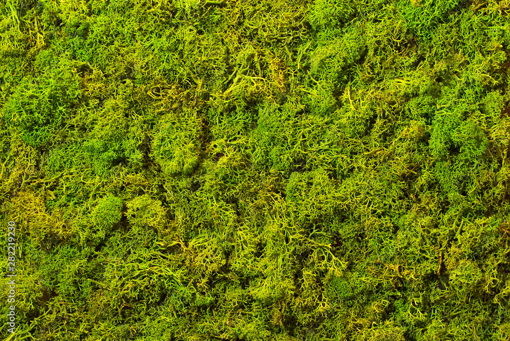 Wall mural texture of green decorative moss. natural moss for interior design.