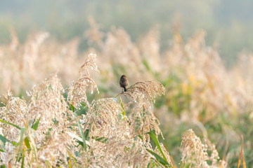 Stonechat (Saxicola torquata), taken in the UK