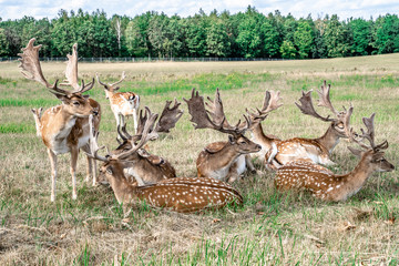 Naklejka na ściany i meble A group of young fallow deer in the clearing.