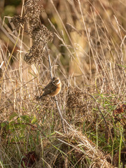 Stonechat (Saxicola torquata), taken in the UK