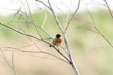 Stonechat (Saxicola torquata), taken in the UK