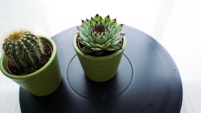 Minimal cactus rotating on dark background