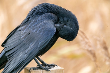 Carrion crow (Corvus corone), taken in the UK