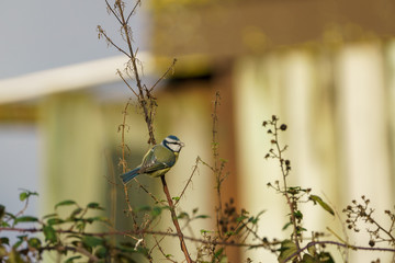 Blue Tit (Cyanistes caeruleus), taken in the UK