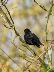 Blackbird (Turdus merula), taken in the UK