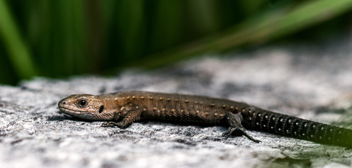 lizard on rock
