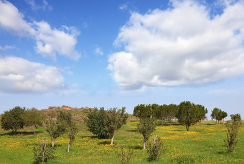 Fototapeta na wymiar The cloudy sky and blossoming rural fields