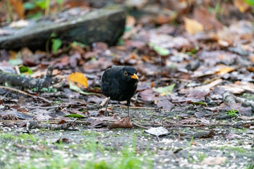 Blackbird (Turdus merula), taken in the UK