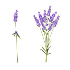 Summer flowers bunch of lavender flowers isolated over white background. Vector illustration.