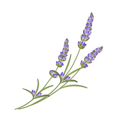 Bunch of lavender flowers on a white background. Vector illustration.