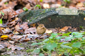 Chaffinch (Fringilla coelebs), taken in the UK