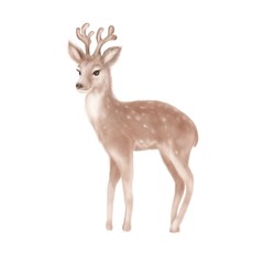 Cute young deer on white background. Hand drawn isolated 