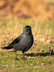 Jackdaw (Corvus monedula), taken in the UK