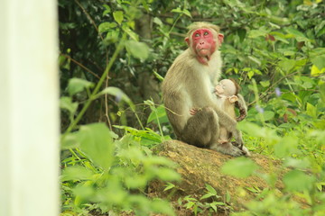 MOTHER LOVE IN SINCIAR