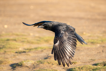 Carrion crow (Corvus corone), taken in the UK