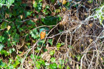 Common Kingfisher (Alcedo atthis), taken in the UK