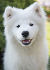 Fototapeta premium White Samoyed puppy dog smiles muzzle in the garden on the green grass