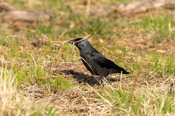 Jackdaw (Corvus monedula), taken in the UK