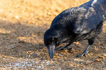 Carrion crow (Corvus corone), taken in the UK