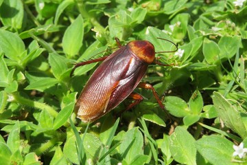 American cockroach on plant in Florida wild, closeup
