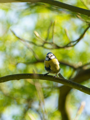 Blue Tit (Cyanistes caeruleus), taken in the UK