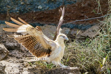 Yellow-headed Caracara (Milvago chimachima) in Costa Rica
