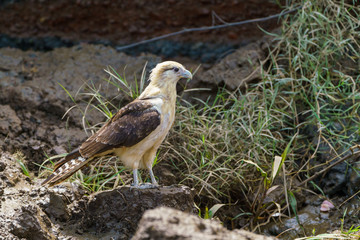 Yellow-headed Caracara (Milvago chimachima) in Costa Rica