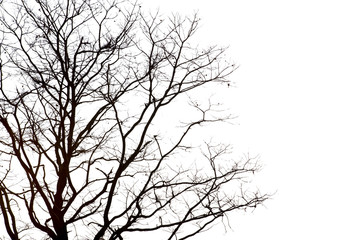 Dead branches , Silhouette dead tree or dry tree on white background with clipping path.