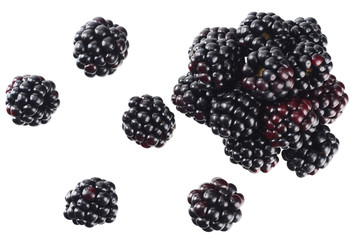 blackberries isolated on a white background. top view