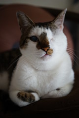 香箱座りのキジトラ白