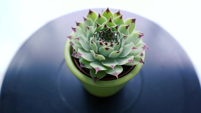 Cactus in green vase on black background