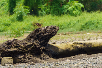 Fototapeta na wymiar Yellow-headed Caracara (Milvago chimachima) in Costa Rica
