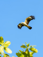Yellow-headed Caracara (Milvago chimachima) in Costa Rica