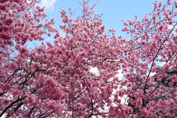 Fototapeta premium 長徳寺のオカメ桜
