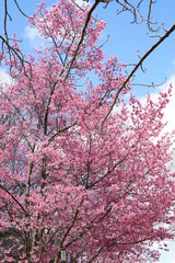 長徳寺のオカメ桜