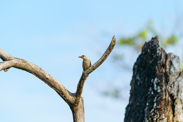 Hoffmann's Woodpecker (Melanerpes hoffmannii), taken in Costa Rica