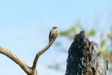 Naklejka na ściany i meble Hoffmann's Woodpecker (Melanerpes hoffmannii), taken in Costa Rica