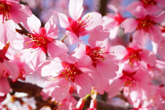 180 最適な オカメ 画像 ストック写真 ベクター Adobe Stock