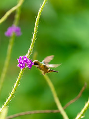 Black-crested Coquette (Lophornis helenae) hummingbird in Costa Rica
