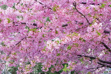 一条戻り橋の河津桜