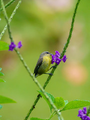 Obraz premium Bananaquit (Coereba flaveola), taken in Costa Rica