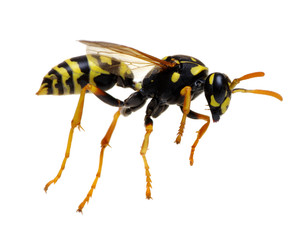 wasp isolated on white