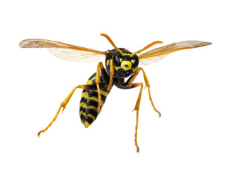 wasp isolated on white