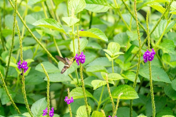 Black-crested Coquette (Lophornis helenae) hummingbird in Costa Rica