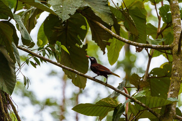Montezuma Oropendola (Psarocolius montezuma), taken in Costa Rica