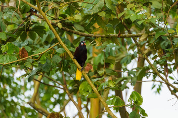 Montezuma Oropendola (Psarocolius montezuma), taken in Costa Rica