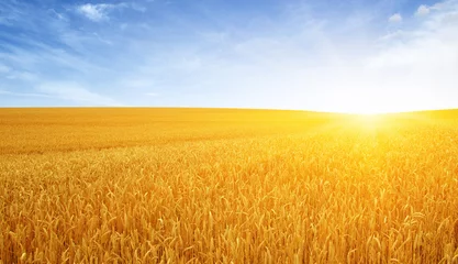 Fotobehang Wheat field and sun © Alekss