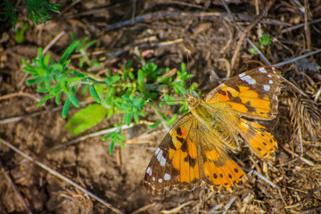 Orange butterfly sitting on the ground. Close up