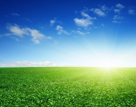 green field and blue sky